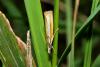 Agriphila selasella